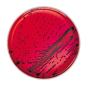 BD 221284 Bbl™ Prepared Media: Plate, XLD Agar, 100/pk