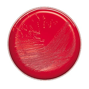 BD 297713 Bbl™ Prepared Media: Plate, Campy CVA Agar, 100/pk