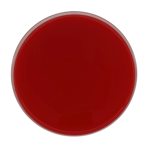 BD 221801 Bbl™ Prepared Media: BBL™ Plate, Mueller Hinton, Agar, 5% Sheeps Blood, 24/pk