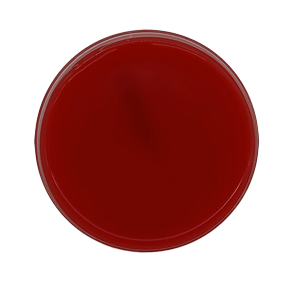 BD 221176 Bbl™ Prepared Media: BBL™ Mueller Hinton Agar with 5% Sheep Blood Plate, 20/pk