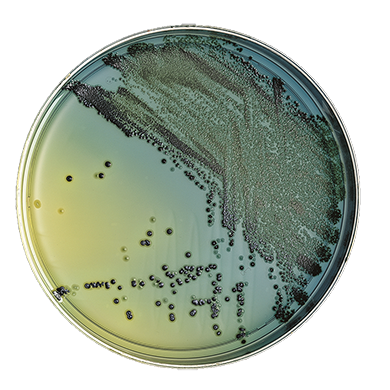 BD 221366 Bbl™ Prepared Media: BBL™ Hektoen Enteric Agar Plate, 100/pk