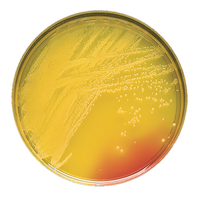 BD 221271 Bbl™ Prepared Media: BBL™ Plate, Mannitol Salt Agar, 100/pk