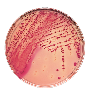 BD 221270 Bbl™ Prepared Media: BBL™ Plate, MacConkey II Agar, 100/pk