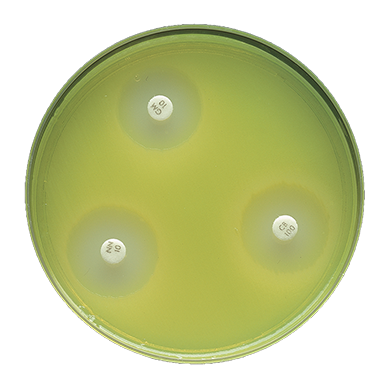 BD 221800 Bbl™ Prepared Media: BBL™ Mueller Hinton II Agar Plate, 150mm, 24/pk