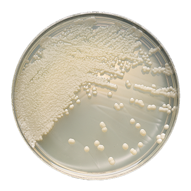 BD 221278 Bbl™ Prepared Media: BBL™ Sabouraud Dextrose Agar, Deep Fill, Plate, 100/pk