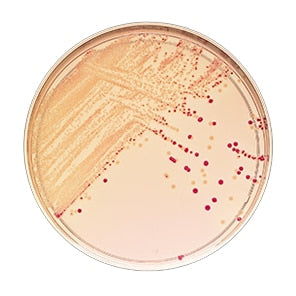 BD 298519 Bbl™ Prepared Media: Plate, Macconkey II Agar Sorbitol, 100/pk