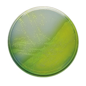 BD 297882 Bbl™ Prepared Media: Plate, Pseudosal™ Agar, cetrimide, 10/pk