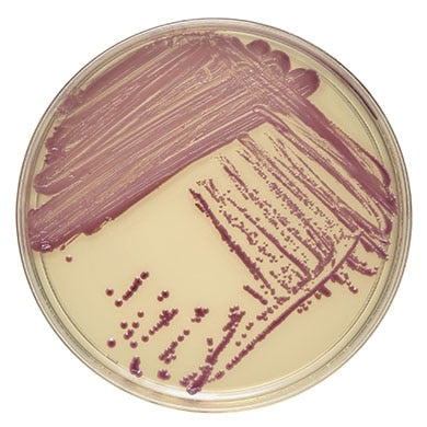 BD 215228 Bbl™ Prepared Media: BBL™ CHROMagar™ MRSA II Plate, 100mm, 20/pk (Short Dated)