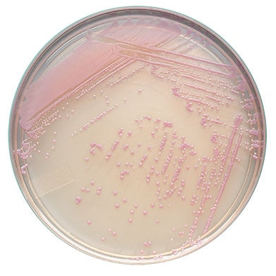 BD 214982 Bbl™ Prepared Media: BBL™ CHROMagar™ Staph Aureus Plate 20/pk