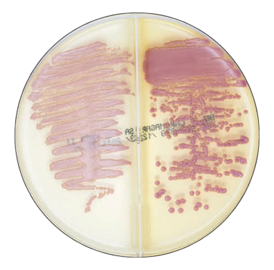 BD 215421 Bbl™ Prepared Media: BBL™ CHROMagar™ MRSA/SA Medium Bi-Plate, 100/pk